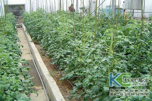 無(wú)土栽培，無(wú)土栽培技術(shù)，無(wú)土栽培設(shè)備