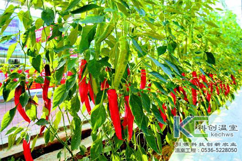 無(wú)土栽培，無(wú)土栽培技術(shù)，無(wú)土栽培設(shè)備