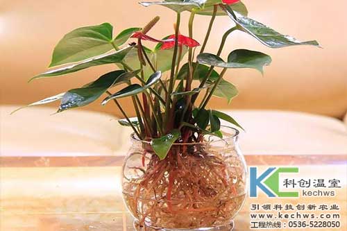 無(wú)土栽培，無(wú)土栽培技術(shù)，無(wú)土栽培設(shè)備