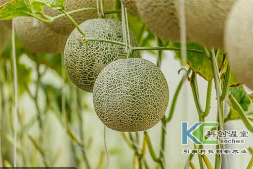 無(wú)土栽培，無(wú)土栽培技術(shù)，無(wú)土栽培設(shè)備