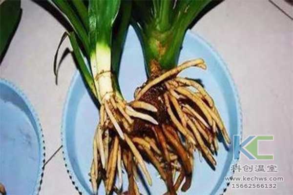 無(wú)土栽培，無(wú)土栽培技術(shù)