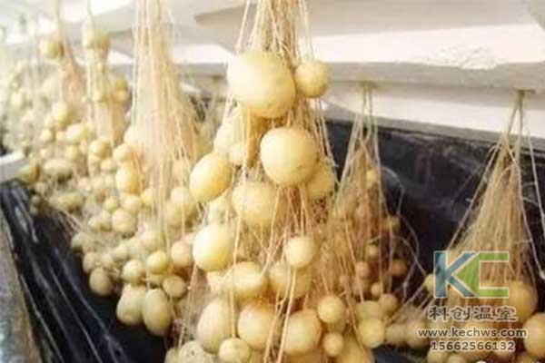 無(wú)土栽培，無(wú)土栽培技術(shù)，無(wú)土栽培設(shè)備