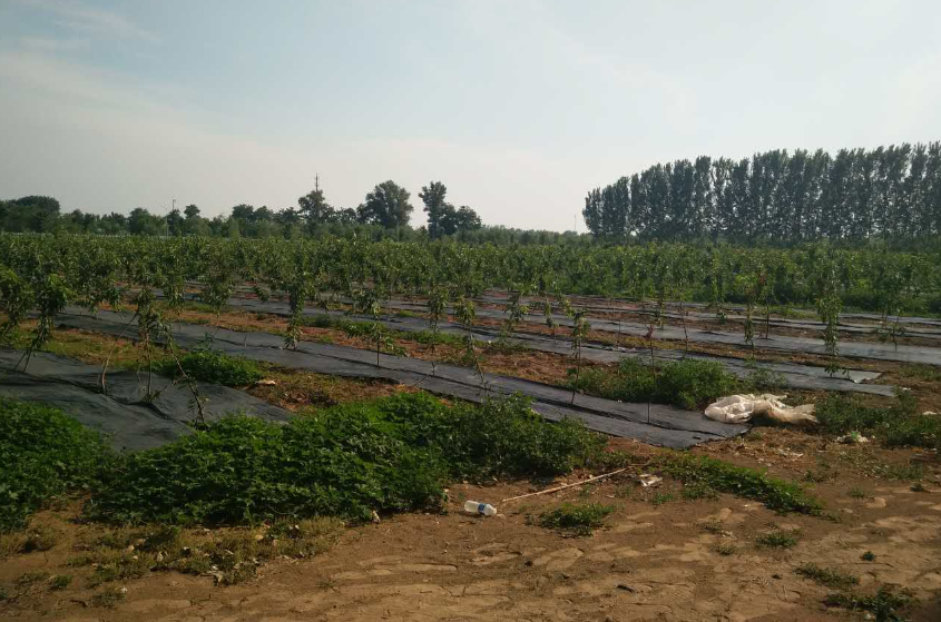無土栽培，無土栽培技術(shù)，無土栽培設(shè)備