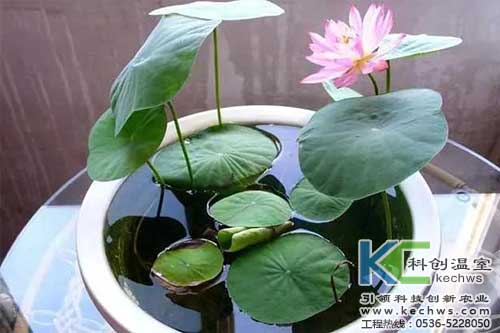 無(wú)土栽培，無(wú)土栽培技術(shù)，無(wú)土栽培設(shè)備