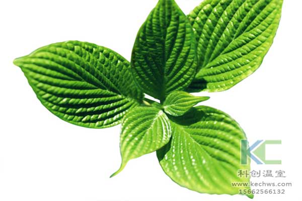 無(wú)土栽培，無(wú)土栽培技術(shù)，無(wú)土栽培設(shè)備