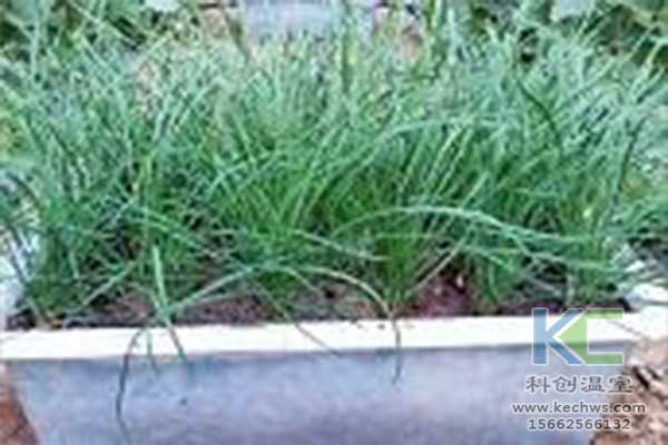 無(wú)土栽培，無(wú)土栽培技術(shù)，無(wú)土栽培設(shè)備