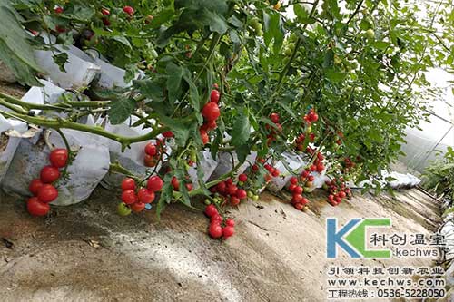 無土栽培，無土栽培技術，無土栽培設備