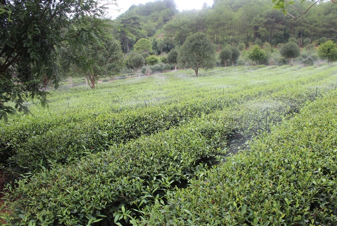 無土栽培，無土栽培技術(shù)，無土栽培設(shè)備