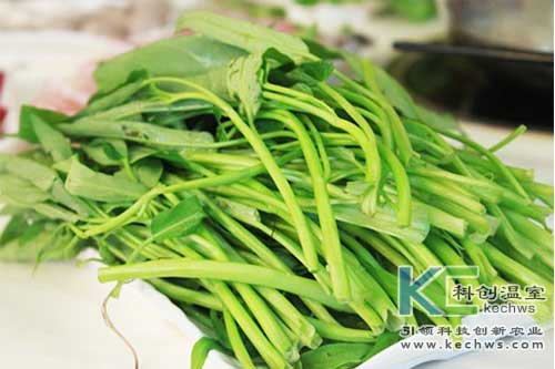 無(wú)土栽培技術(shù),基質(zhì)栽培,無(wú)土栽培空心菜