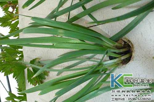 無(wú)土栽培，無(wú)土栽培技術(shù)，無(wú)土栽培設(shè)備