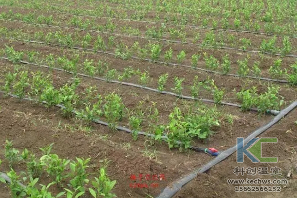 無(wú)土栽培，無(wú)土栽培技術(shù)，無(wú)土栽培設(shè)備