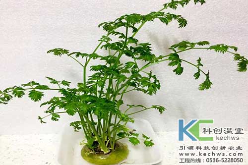 無(wú)土栽培，無(wú)土栽培技術(shù)，無(wú)土栽培設(shè)備
