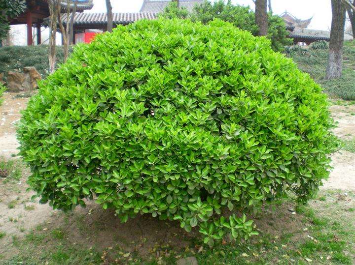 無(wú)土栽培，無(wú)土栽培技術(shù)，無(wú)土栽培設(shè)備