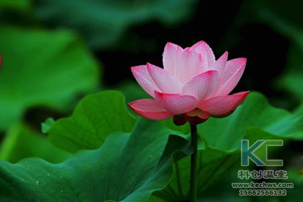無(wú)土栽培，無(wú)土栽培技術(shù)，無(wú)土栽培設(shè)備