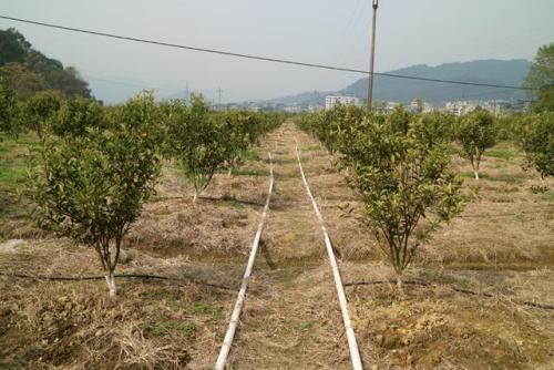 無土栽培，無土栽培技術(shù)，無土栽培設(shè)備