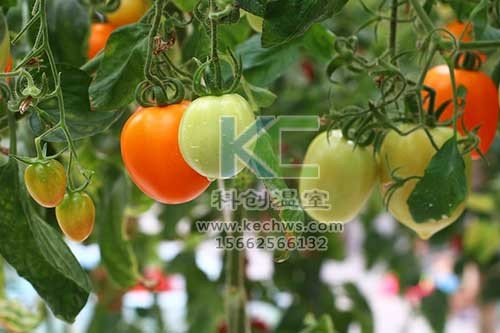 無(wú)土栽培，無(wú)土栽培技術(shù)，無(wú)土栽培設(shè)備
